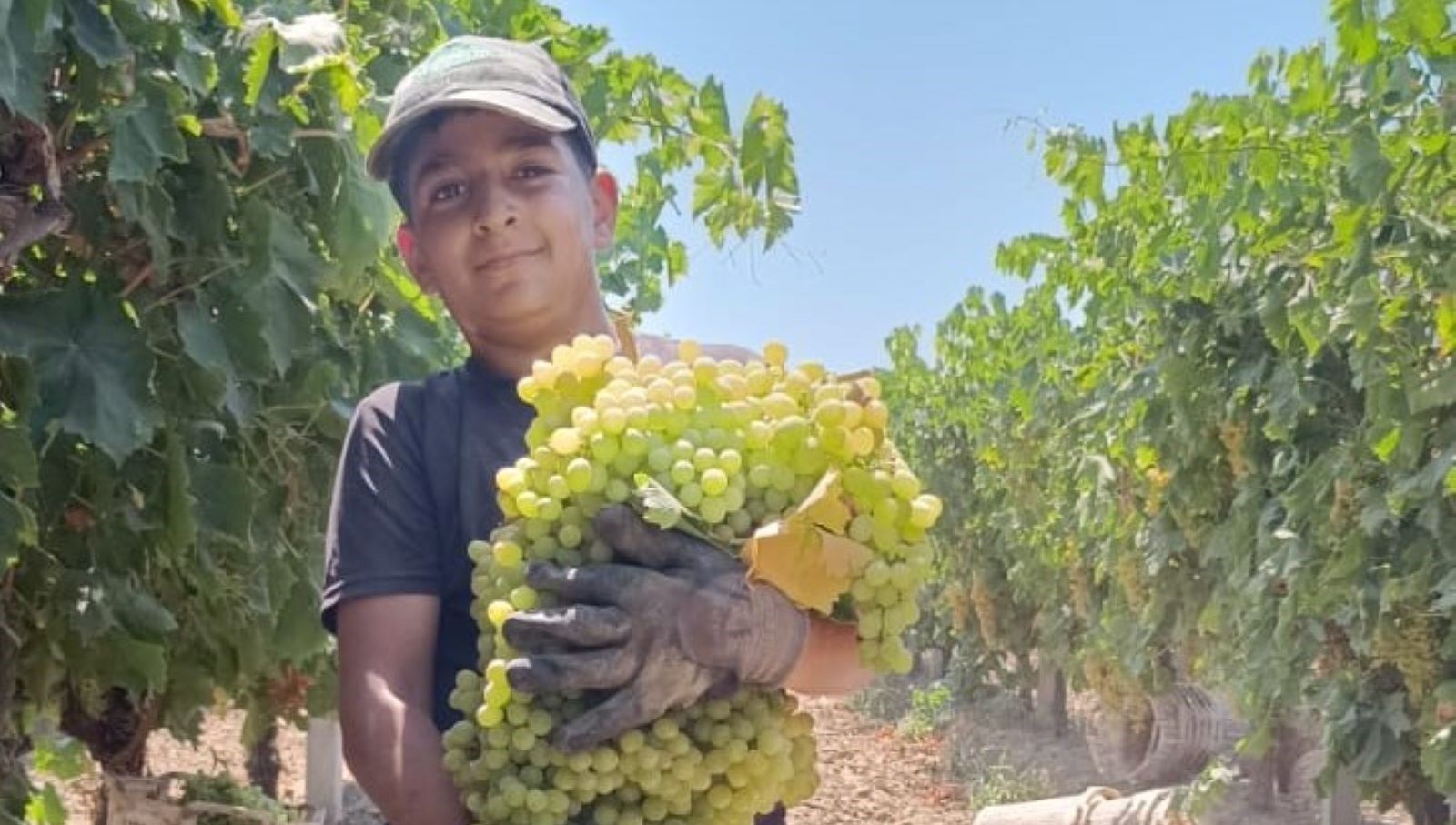 7 kilo 250 gramlik dev uzum salkimi OjXCOxHl