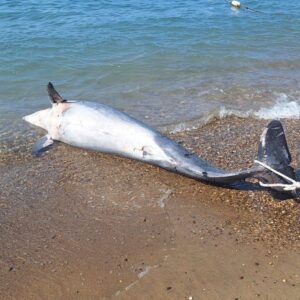 bodrumda olu yunuskaraya vurdu mGbChCRv