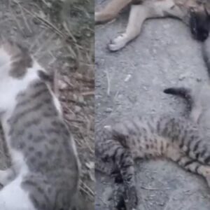 bu goruntuler yuksekovadan sokakta ne kadar hayvan varsa oldurmusler 5T2vAhOt