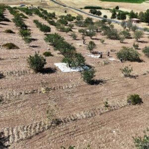 diyarbakirda yesil altinin hasadina baslandi jQxse54n