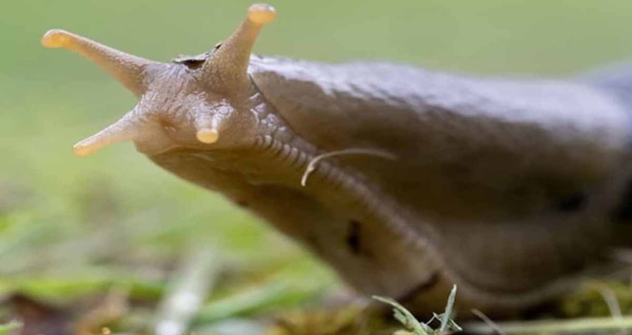 sumuklu boceklerden kurtulmak icin gonderilen parazitler ulkede kargasa cikardi aKOWacnF