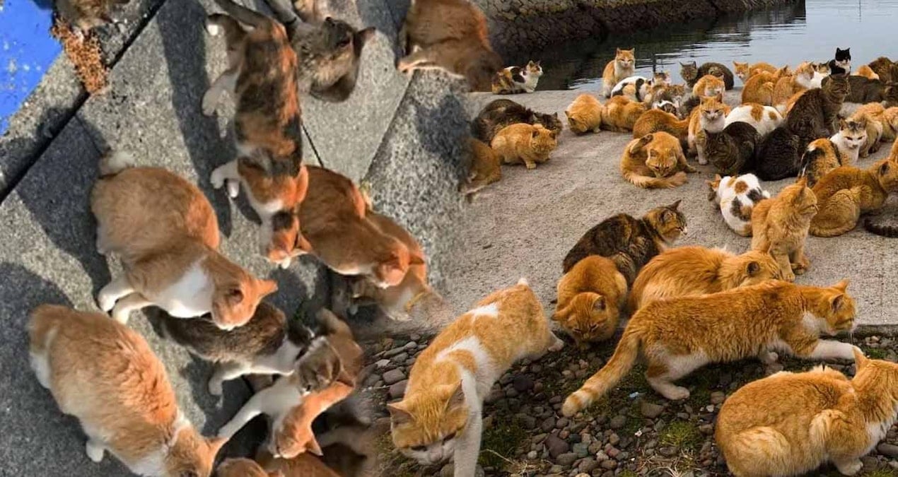 bu adada insanlar degil kediler hukum suruyor nufuslari 4 kat fazla adlarina yapilmis tapinaklari bile var 4rdvtPKu