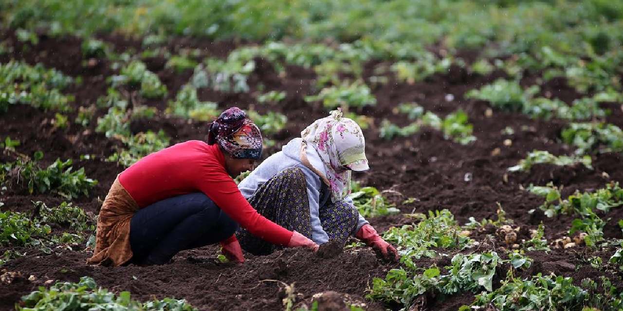 400 donumde yilda 800 ton uretiliyor koyluler toprak donmadan hasat ediyor tzyBa9uV