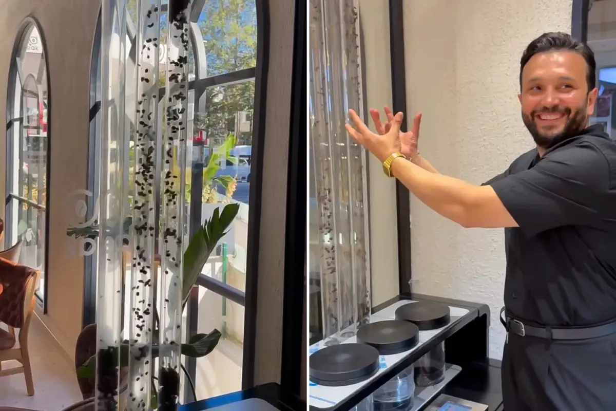 havada ucan kahve yunus cakmaktan kahveye gorsel solenli dokunus WVHRGKOq