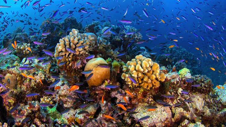 kuresel isinma mercan resifleri artik yasam desteklemiyor g5PWWvYT.jpg