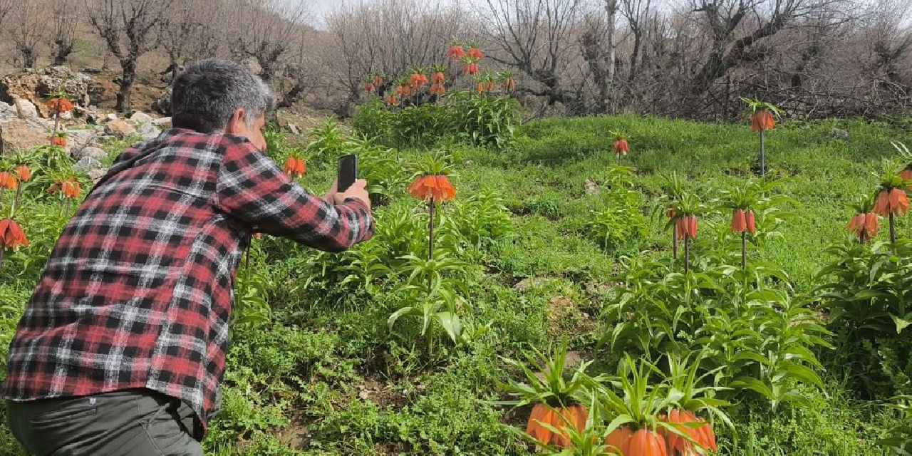 Ters Lale Sezonu Başladı: Dağlarda Baharın Güzelliğiyle Buluşan Ziyaretçiler