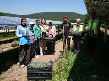 Samsun’da Yenilikçi Agrivoltaik Tarım Uygulamaları ile Çiftçilik ve Enerji Üretimi