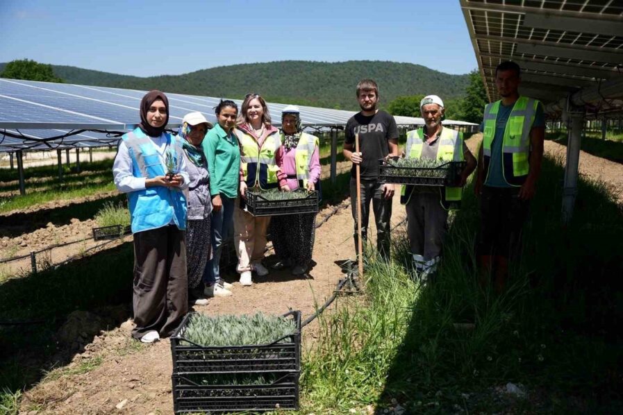 Samsun’da Yenilikçi Agrivoltaik Tarım Uygulamaları ile Çiftçilik ve Enerji Üretimi